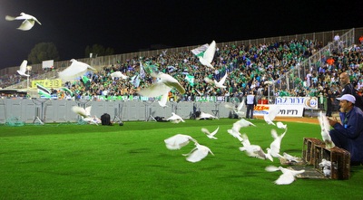 יונים בקריית אליעזר (עמית מצפה)