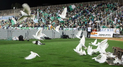 יונים בקריית אליעזר (עמית מצפה) יונים בקריית אליעזר (עמית מצפה)