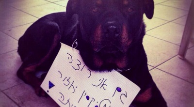 גם הכלב רוצה את מליקסון