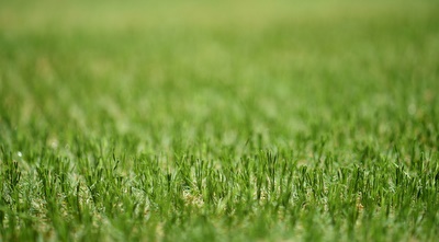 הדשא באצטדיון סמי עופר (מוחמד מוררה)