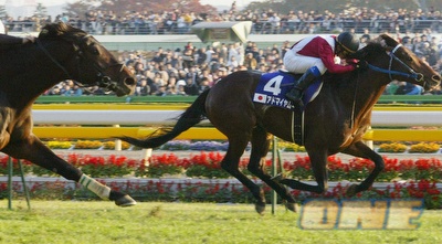 סוסים בווילס. מסלול קליל (רויטרס)