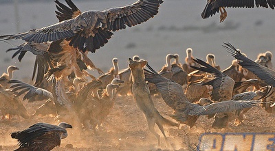 נשרים (GettyImages)