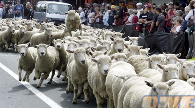כבשים (GettyImages)