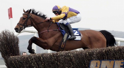 סוס (GettyImages)