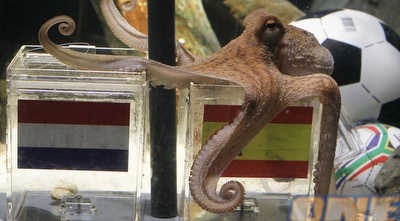 פול התמנון חוזה הפסד להולנדים (רויטרס)