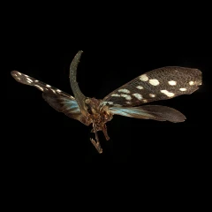 Hotinus spec.
