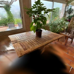 Chili_pepper