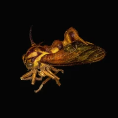 Gaussian splatting samples-Heteronotus spinosus