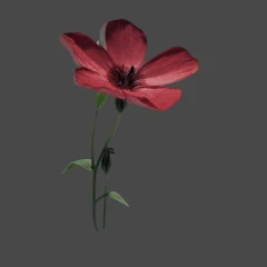 Red Flax Flower