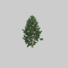 Pinus Sylvestris Synthetic Splat TEST SketchUp + D5 Render
