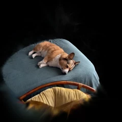 Dog 2.0