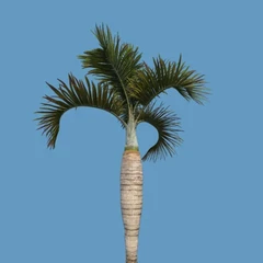 Palm 