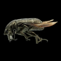 Oriental Flower Beetle