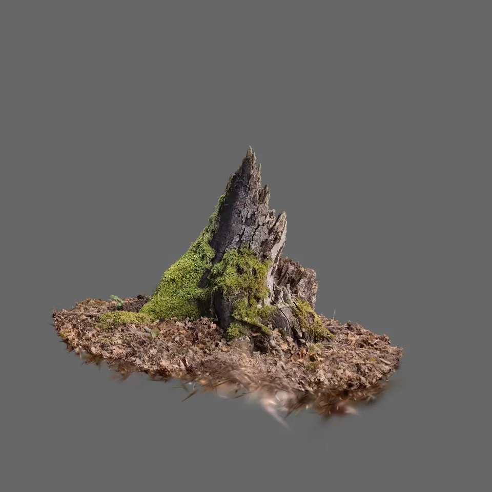 Stump 4 - Cropped