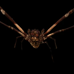 Nephila spec.