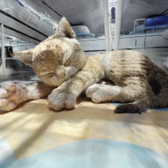 giant cat in HKG