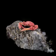 Spider Crab