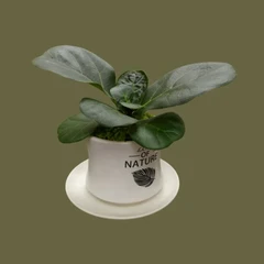 Plant