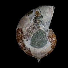 Ammonite - Test Canon R7 + 100MM