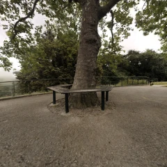 Mip-NeRF 360 Treehill - Reconstructed with Seeget3D