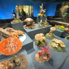 Mushroom display