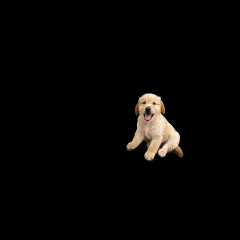 A cute dog