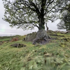 Vibe-TreeWalk