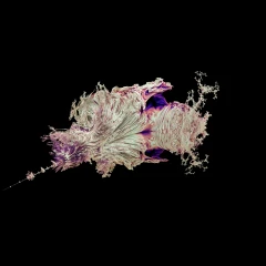 Mandelbulb Power 2 (Spirula Studio)