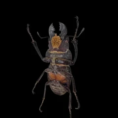 Odontolabis Sommeri