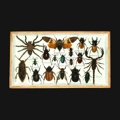BugDisplay - quick