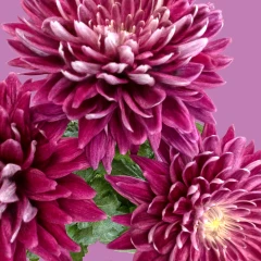 Magenta Chrysanthemum