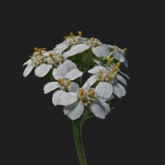 Yarrows Flower (compensated)