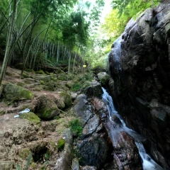 Bamboo Grove Path P3
