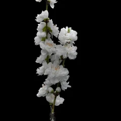 Hanamomo flower