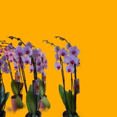 OrchiDay12