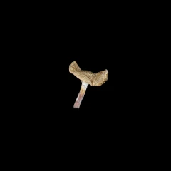 dried parasol mushroom