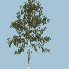 Birch Tree