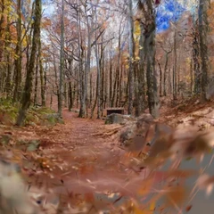 Beech forest
