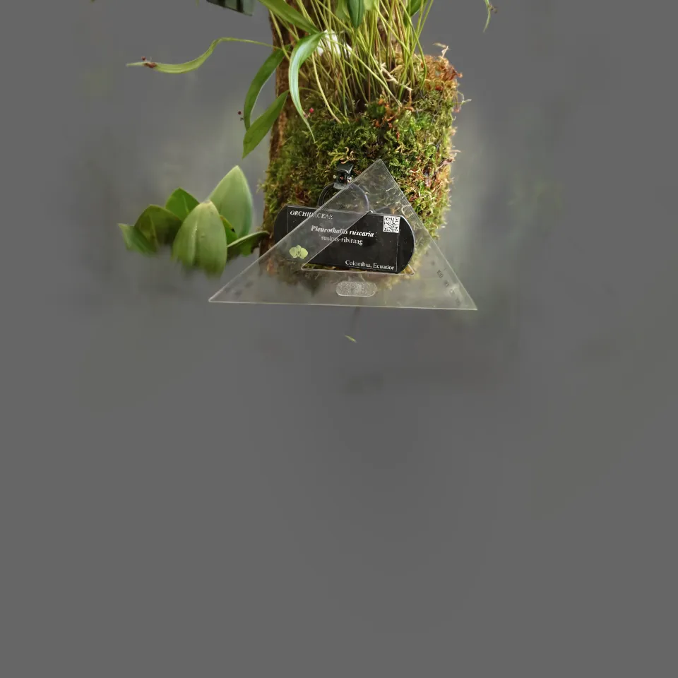 Pleurothallis ruscaria