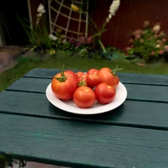 Bowl of Tomatoes - Reconstructed with Seeget3D