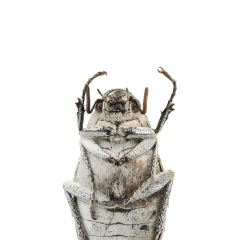 White scarab beetle