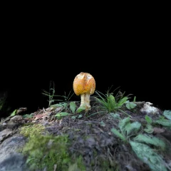 Unknown Mushroom