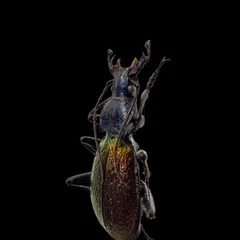 Carabus Hispanus Fabricius
