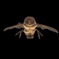 Hoverfly spec.