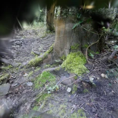 ultrasharp_tree