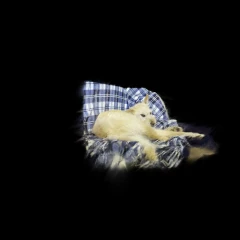 Dog_2026_05_21_2m_24k_(Brush)