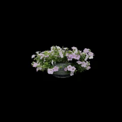 Garden Flowers (2026-06-23)