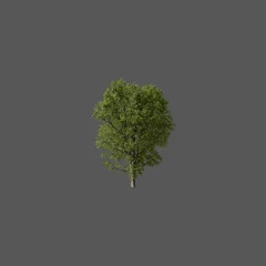 Acer Tree