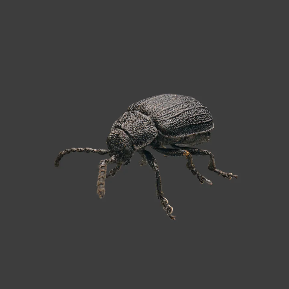 Darkling Beetle