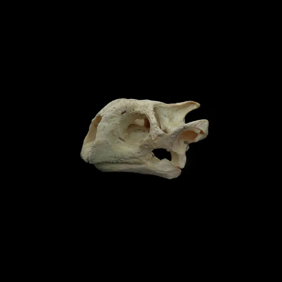 Aldabra Giant Tortoise